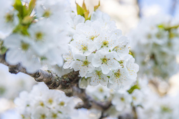 White Cherry Blossom, soft focus. Spring flowers background