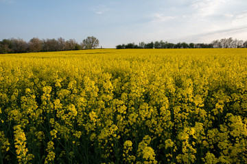 Frühling