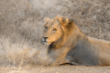 African lion male portrait lying dow,n in Kruger National park, South Africa ; Specie Panthera leo family of Felidae