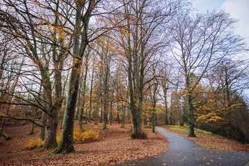 Fototapeta premium autumn in the forest