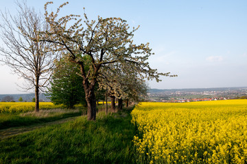 Fototapeta premium Frühling