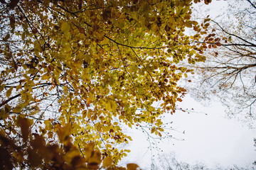 yellow autumn leaves