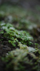 Spring snow. The first plants in snowflakes and drops on a blurred background
