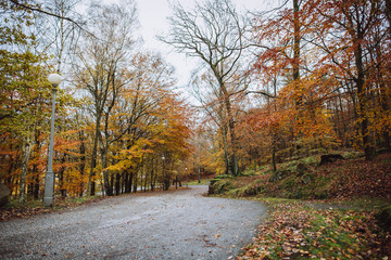 Obraz premium autumn in the forest