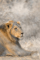African lion male portrait lying dow,n in Kruger National park, South Africa ; Specie Panthera leo family of Felidae