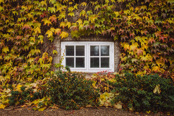 old window in autumn