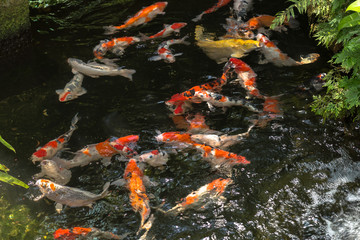 Naklejka na ściany i meble Koi fish in a pond on a sunny day