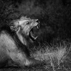 African lion male portrait yawning in Kruger National park, South Africa ; Specie Panthera leo family of Felidae
