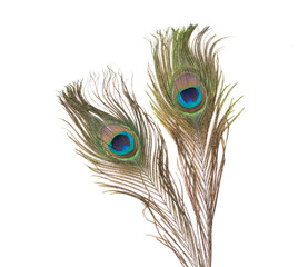 Peacock feathers over white background 