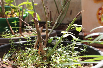 cut branch of a rose plant
