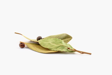 Bay leaves and bay berries on white background. Used for cooking with sauerkraut, for example.