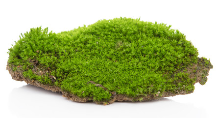 Obraz premium Green moss isolated on a white background. Macro nature, small botanical plants.