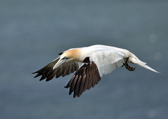 Gannet in flight over the sea