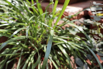 grass