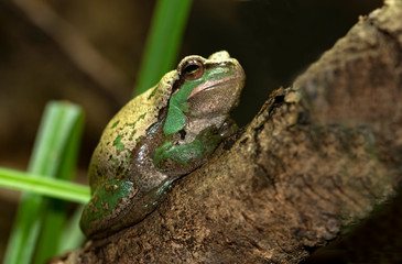 European Tree Frog on a tree