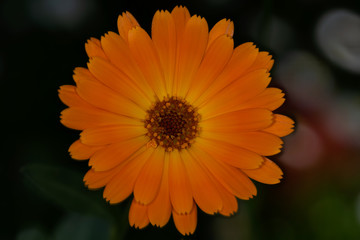 Macro di calendula officinalis nel giardino
