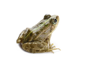 Young Marsh Frog isolated on white background, Pelophylax ridibundus