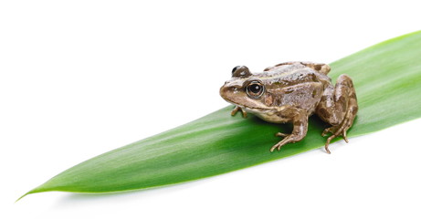 Young Marsh Frog on green leaf isolated on white background, Pelophylax ridibundus