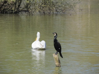 oiseaux