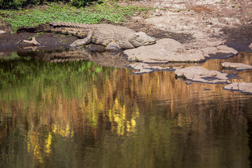 Nile crocodile standing on water side in Kruger National park, South Africa ; Specie Crocodylus...