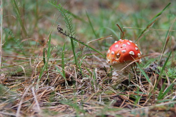  red fly agaric in the grass
