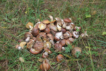 many fresh mushrooms on the grass