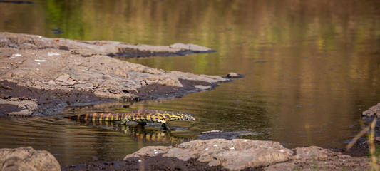 Nile monitor walking in water with reflection in Kruger National park, South Africa ; Specie Varanus niloticus family of Varanidae