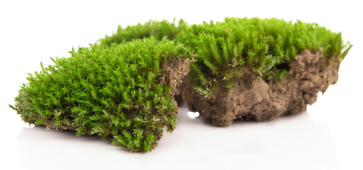 Green moss isolated on a white background. Macro nature, small botanical plants.