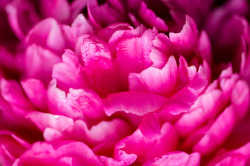 Peony. Peony leaves close-up.  Selective focus on Peony Flower.