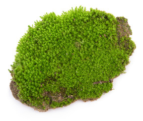 Green moss isolated on a white background. Macro nature, small botanical plants.