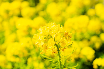 満開の菜の花
