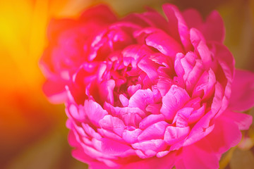Toned peony macro photo. Spring sunny tinted peony flower. Red Spring Flower. Peony close-up. Peony close-up. Selective focus on Peony Flower.