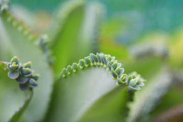 Bryophyllum pinnatum ,Kalanchoe pinnata Leaves select focus for background.
