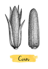 Ink sketch of corn