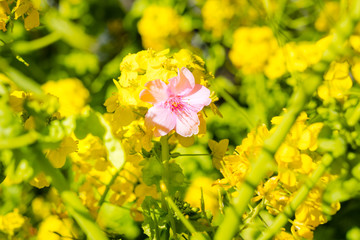 満開の菜の花と桜