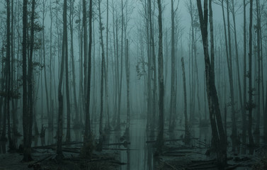 Empty, misty swamp in the moody forest with copy space - obrazy, fototapety, plakaty
