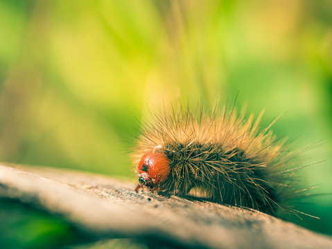 Gros plan d'une chenille processionnaire urticante rampant sur un morceau de bois