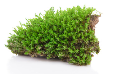 Green moss isolated on a white background. Macro nature, small botanical plants.