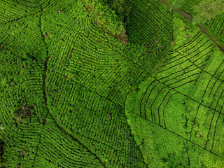 
Bandung Indonesia 4 June 2020 : Beautiful Lake Patenggang with green tea field in ciwidey Indonesia
