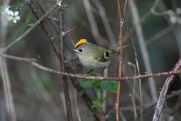 Wintergoldhähnchen 