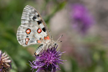Apollofalter an der Mosel