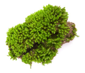 Set Green moss isolated on a white background. Macro nature, small botanical plants.