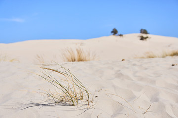 Fototapeta na wymiar Sand dunes at Porto Pino, Italy