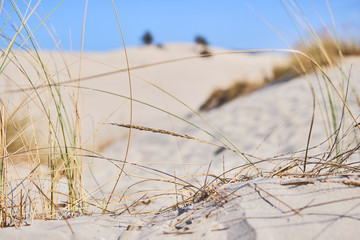 Obraz premium Sand dunes at Porto Pino, Italy