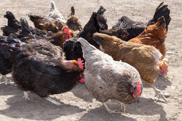 Domestic chickens walk in the poultry yard. Organic food concept.