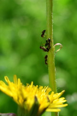 several ants on a plant stem