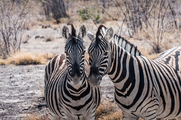 Fototapeta na wymiar Two Burchells Plains Zebra in Etosha National Park, Namibia