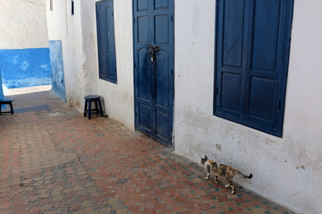 Lonely cat at narrow street in the Kasbah - old city of Rabat, Morocco