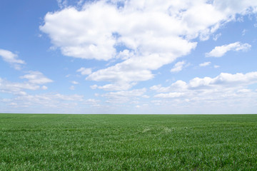 Beautiful endless field of green young sprouted grass against a blue sky with large white cirrus clouds on a sunny spring warm day, summer landscape for a desktop screensaver
 - Powered by Adobe