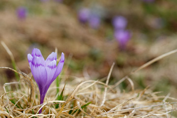 Violet Spring crocus close-up. Wild spring flowers.